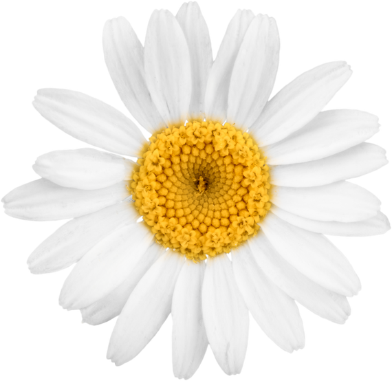 Chamomile or Daisy Flower