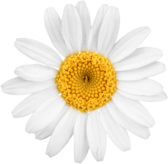 Chamomile or Daisy Flower